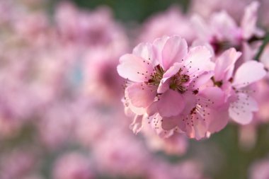 güzel bahar manzarası - çiçek açan ağaçlar, arka plan olarak parlak pembe ve beyaz çiçekler
