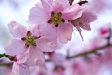 güzel bahar manzarası - çiçek açan ağaçlar, arka plan olarak parlak pembe ve beyaz çiçekler