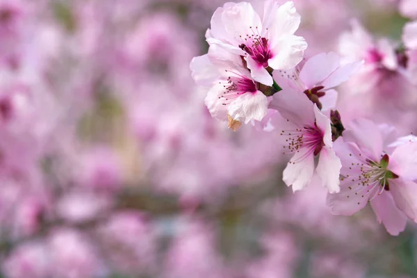 美しい春の風景 開花木 明るいピンクと白の花を背景に — ストック写真