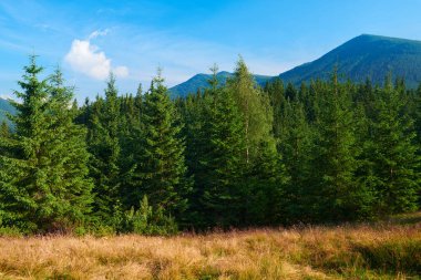Vahşi doğa, Karpatlar 'daki yaz manzarası, kır çiçekleri ve çayırlar, tepelerdeki yaylalar, güzel bulutlu gökyüzü