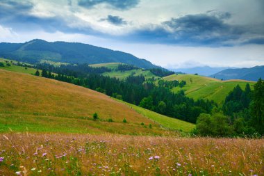 Doğa, Karpat Dağları 'ndaki yaz manzarası, kır çiçekleri ve çayırlar, tepelerdeki yaylalar, güzel bulutlu gökyüzü.