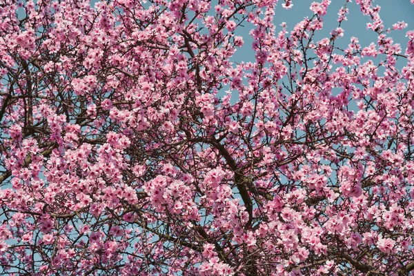 Bright Pink White Flowers Trees Blooming Spring Landscape Beautiful Background — Stock Photo, Image