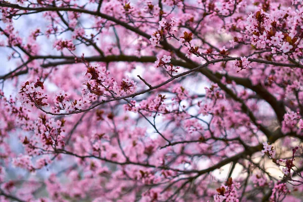 Beautiful Spring Landscape Blooming Trees Bright Pink White Flowers Background — Stock Photo, Image