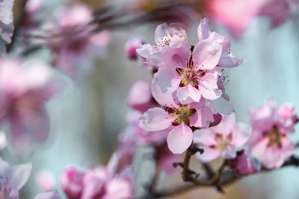 Jasně Růžové Bílé Květy Stromech Kvetoucí Jarní Krajina Krásné Pozadí — Stock fotografie