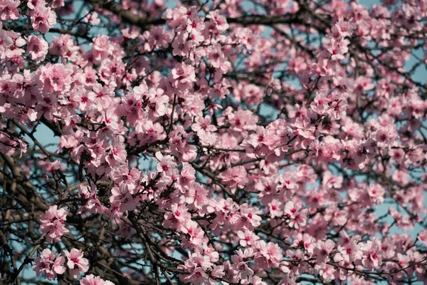Leuchtend Rosa Und Weiße Blumen Auf Bäumen Blühend Frühlingslandschaft Schöner — Stockfoto