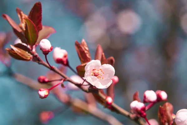 木々の上の明るいピンクと白の花咲く春の風景美しい背景 — ストック写真