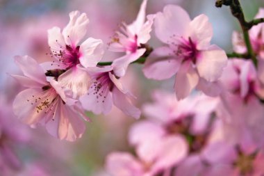güzel bahar manzarası - çiçek açan ağaçlar, arka plan olarak parlak pembe ve beyaz çiçekler