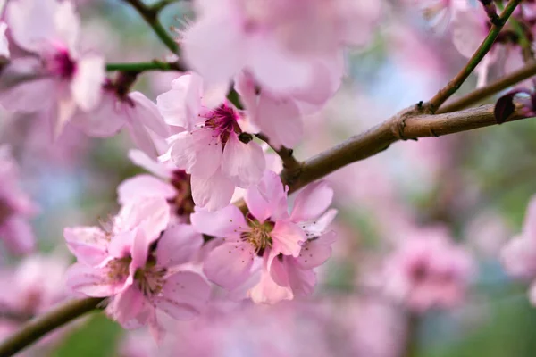 Krásná Jarní Krajina Kvetoucí Stromy Jasně Růžové Bílé Květy Jako — Stock fotografie