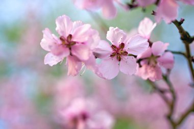 güzel bahar manzarası - çiçek açan ağaçlar, arka plan olarak parlak pembe ve beyaz çiçekler