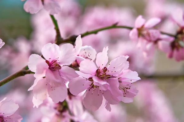 Hermoso Paisaje Primavera Árboles Florecientes Flores Color Rosa Brillante Blanco —  Fotos de Stock