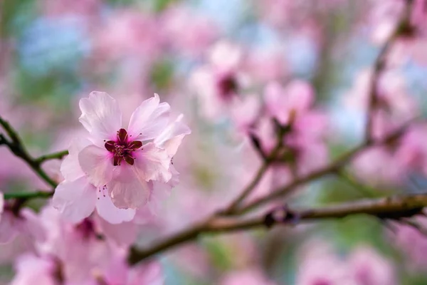 Beautiful spring landscape - blooming trees, bright pink and white flowers as background — Stock Image Beautiful Spring Landscape Blooming Trees Bright Pink White Flowers Background Stock Picture