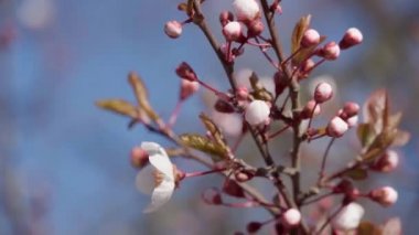 Çiçek açan, ağaçlardaki pembe ve beyaz çiçekler, bahar doğası, güzel arka plan