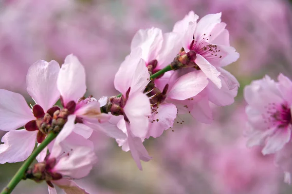 Όμορφο Ανοιξιάτικο Τοπίο Ανθισμένα Δέντρα Φωτεινά Ροζ Και Λευκά Λουλούδια — Φωτογραφία Αρχείου