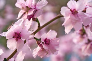 güzel bahar manzarası - çiçek açan ağaçlar, arka plan olarak parlak pembe ve beyaz çiçekler