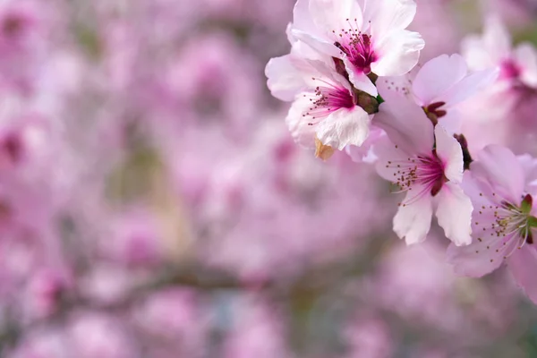 Hermoso Paisaje Primavera Árboles Florecientes Flores Color Rosa Brillante Blanco —  Fotos de Stock