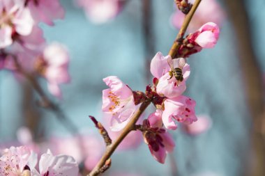 Ağaçlardaki parlak pembe ve beyaz çiçekler, çiçekler, bahar manzarası, güzel bir arka plan.