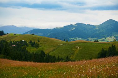 Doğa, Karpat Dağları 'ndaki yaz manzarası, kır çiçekleri ve çayırlar, tepelerdeki yaylalar, güzel bulutlu gökyüzü.