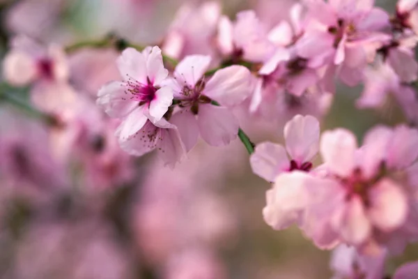 美しい春の風景 開花木 明るいピンクと白の花を背景に — ストック写真