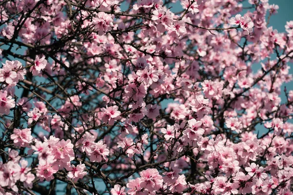 Яскраво Рожеві Білі Квіти Деревах Квітучий Весняний Пейзаж Красивий Фон — стокове фото