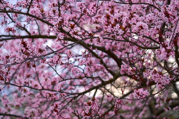 Красивий Весняний Пейзаж Квітучі Дерева Яскраво Рожеві Білі Квіти Фон — стокове фото