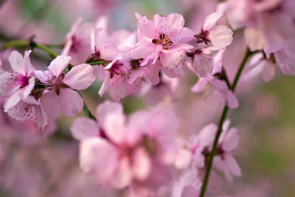 Όμορφο Ανοιξιάτικο Τοπίο Ανθισμένα Δέντρα Φωτεινά Ροζ Και Λευκά Λουλούδια — Φωτογραφία Αρχείου