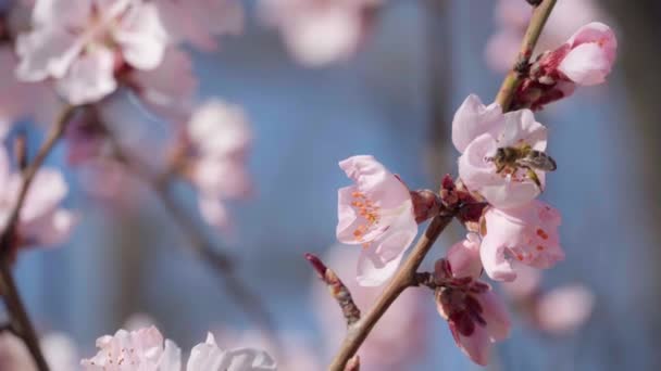 Kwitnące Różowe Białe Kwiaty Drzewach Wiosenna Przyroda Piękne Tło — Wideo stockowe
