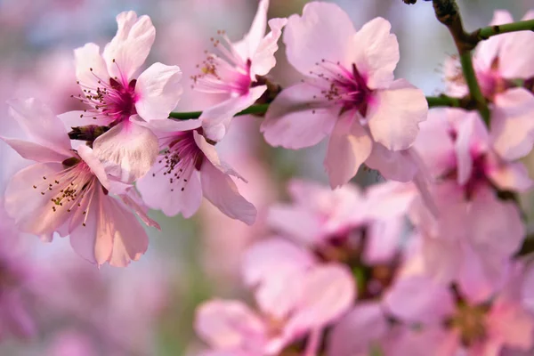美しい春の風景 開花木 明るいピンクと白の花を背景に — ストック写真