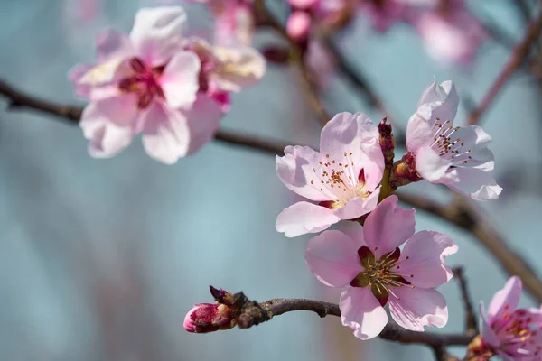 木々の上の明るいピンクと白の花咲く春の風景美しい背景 — ストック写真