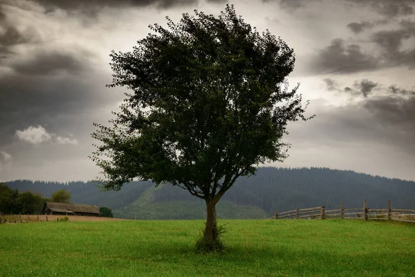 dark clouds, stormy sky and one tree on a meadow in carpathian mountains, wind, countryside, spruces on hills, beautiful nature, summer landscape
