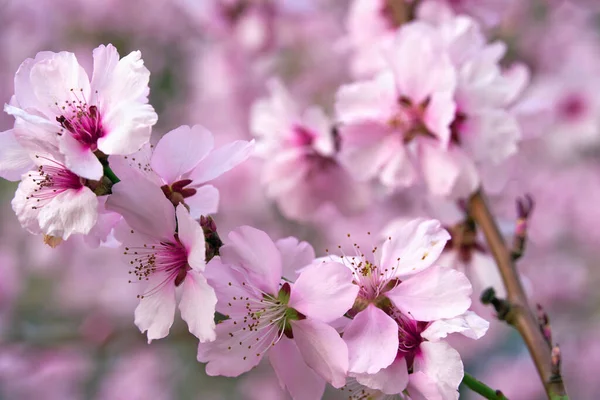 Beautiful spring landscape - blooming trees, bright pink and white flowers as background — Stock Image Beautiful Spring Landscape Blooming Trees Bright Pink White Flowers Background Stock Photo