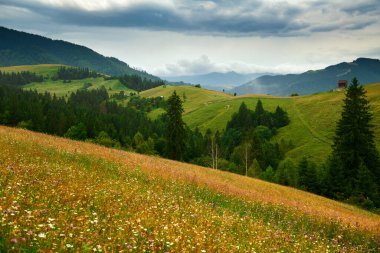 Doğa, Karpat Dağları 'ndaki yaz manzarası, kır çiçekleri ve çayırlar, tepelerdeki yaylalar, güzel bulutlu gökyüzü.
