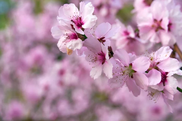 美しい春の風景 開花木 明るいピンクと白の花を背景に — ストック写真