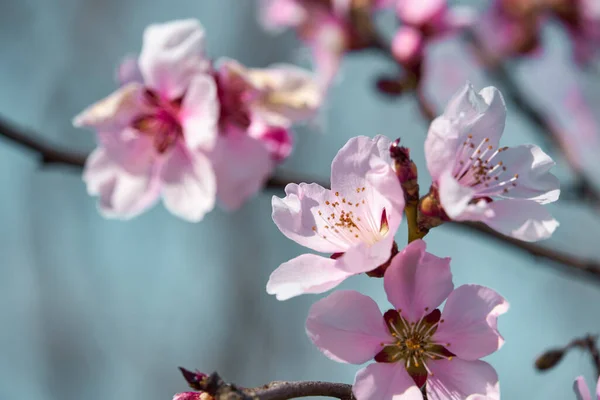 Bright pink and white flowers on trees, blooming, spring landscape, beautiful background — Stock Image Bright Pink White Flowers Trees Blooming Spring Landscape Beautiful Background Stock Image
