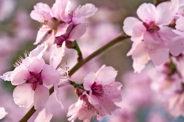 Beautiful spring landscape - blooming trees, bright pink and white flowers as background — Stock Image Beautiful Spring Landscape Blooming Trees Bright Pink White Flowers Background Royalty Free Stock Photos