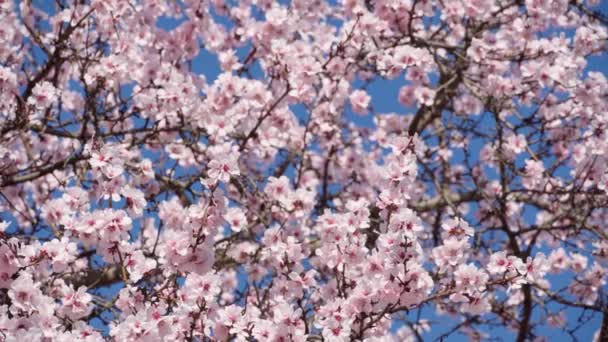 Цветущие Розовые Белые Цветы Деревьях Весна Природа Красивый Фон — стоковое видео