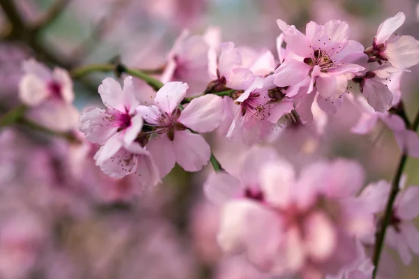 美しい春の風景 開花木 明るいピンクと白の花を背景に — ストック写真