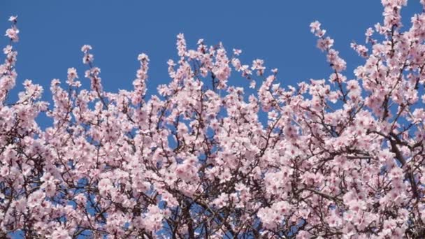 Bloeien Roze Witte Bloemen Bomen Lente Natuur Prachtige Achtergrond — Stockvideo