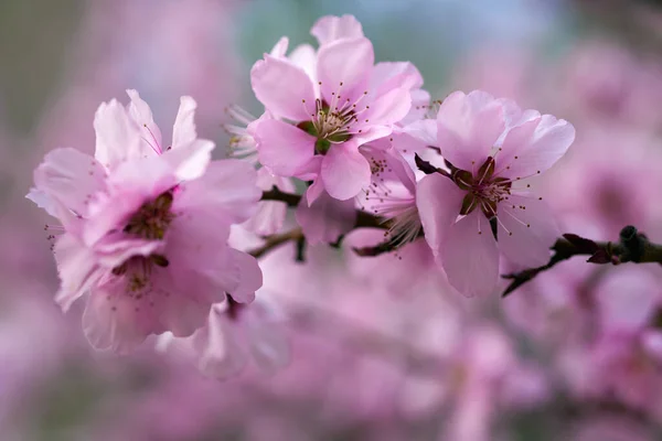 美しい春の風景 開花木 明るいピンクと白の花を背景に — ストック写真