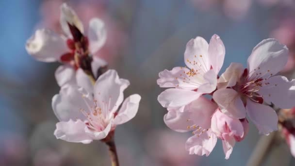 Çiçek Açan Ağaçlardaki Pembe Beyaz Çiçekler Bahar Doğası Güzel Arka — Stok video