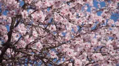 Çiçek açan, ağaçlardaki pembe ve beyaz çiçekler, bahar doğası, güzel arka plan