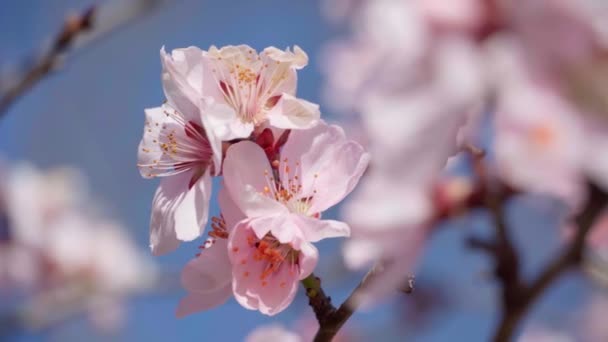 Blooming Pink White Flowers Trees Spring Nature Beautiful Background — Stock Video