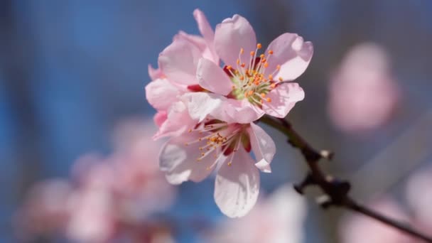 Virágzó Rózsaszín Fehér Virágok Fákon Tavaszi Természet Gyönyörű Háttér — Stock videók