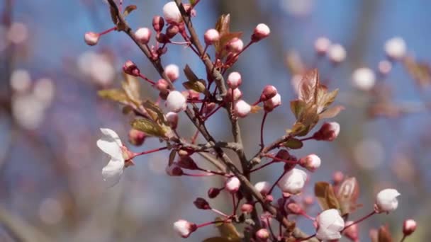 Flores Flores Rosadas Blancas Los Árboles Naturaleza Primavera Hermoso Fondo — Vídeo de stock