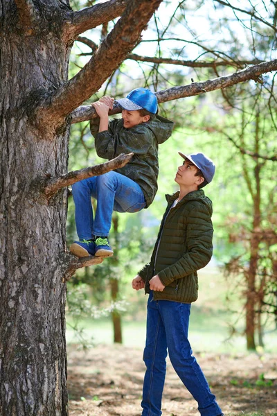 Chłopiec Pomagający Dziewczynie Wspiąć Się Drzewo Jasne Słońce Piękny Dzień — Zdjęcie stockowe
