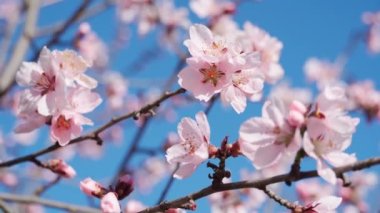 Çiçek açan, ağaçlardaki pembe ve beyaz çiçekler, bahar doğası, güzel arka plan