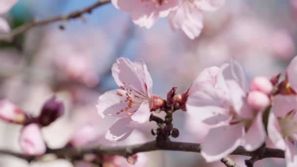 木の上に咲くピンクと白の花春の自然美しい背景 — ストック動画