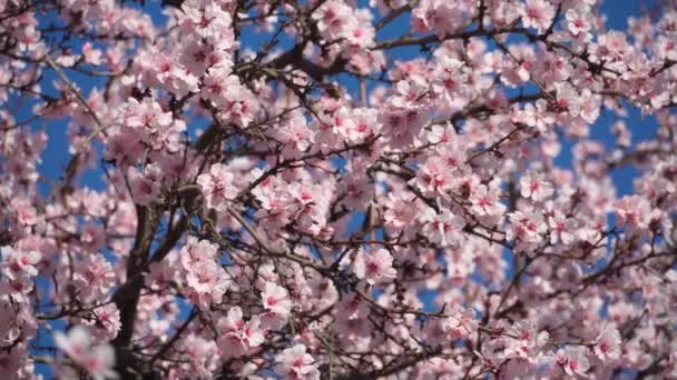 木の上に咲くピンクと白の花春の自然美しい背景 — ストック動画