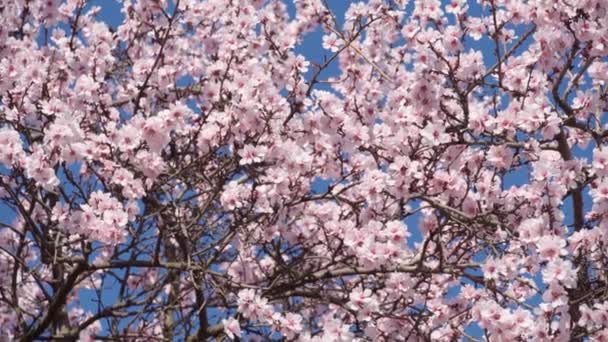 Jarní poupata na stromech, kvetoucí a mladé listy, jasná jarní krajina, krásné zázemí