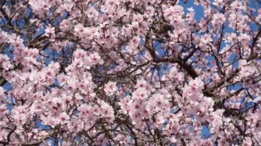 Ağaçlarda bahar tomurcukları, çiçek açan ve genç yapraklar, parlak bahar manzarası, güzel bir arka plan