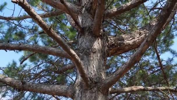 一棵美丽的大松树映衬着天空 春天的风景 — 图库视频影像